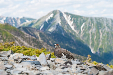 ライチョウ雄と常念岳