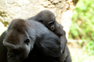 ゴリラの赤ちゃん