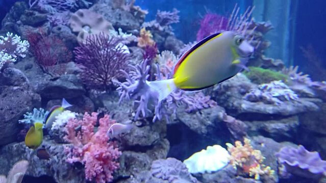 Powder brown tang fish swimming at coral reef  of aquarium, Institute of Oceanography, Nha Trang city, Vietnam.