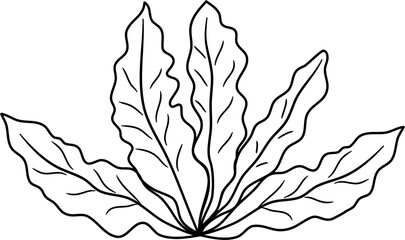 seaweed outline clipart