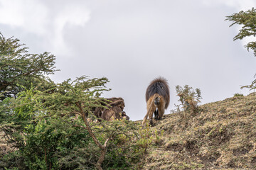 Gelada Baboons of Debre-Libanos-Gorge, Ethiopia