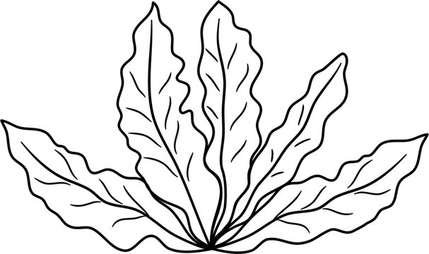 recommend clip art: seaweed outline clipart