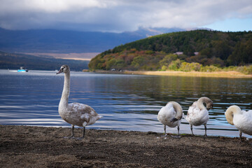swan on yamanakako lake