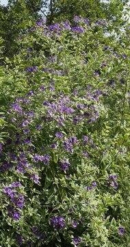 (Solanum or lycianthes rantonnetii) Bushy shrub of Paraguay nightshade with multitude of round blue-purple flowers and yellow heart in clusters on slender stems with variegated foliage
