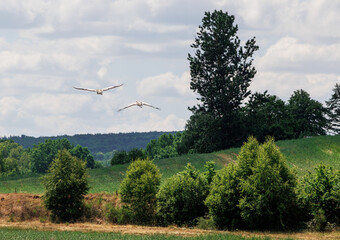 Landscape with birds