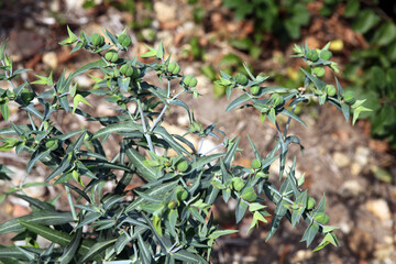 Close-up of a wild euphorbia - view of the whole plant and flowers