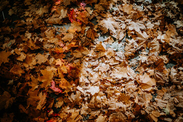 Autumn leaves are scattered on the floor in the bar. Event in autumn mood
