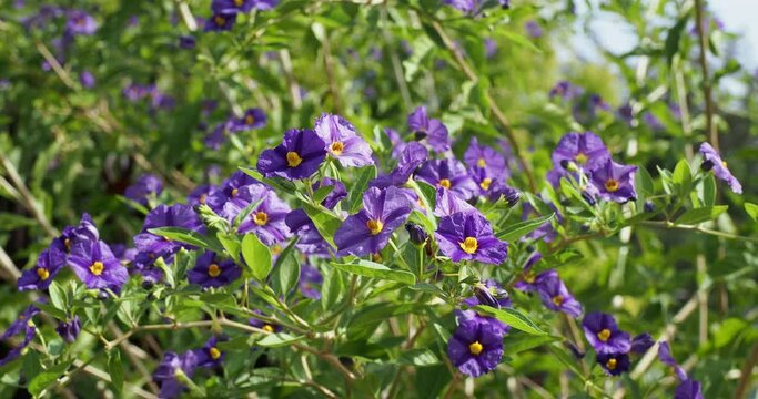 (Solanum or lycianthes rantonnetii) Lush flowering of a Paraguay nightshade producing blue star-shaped flowers with yellow stamens on slender stems with green ovale and pointed variegated leaves
