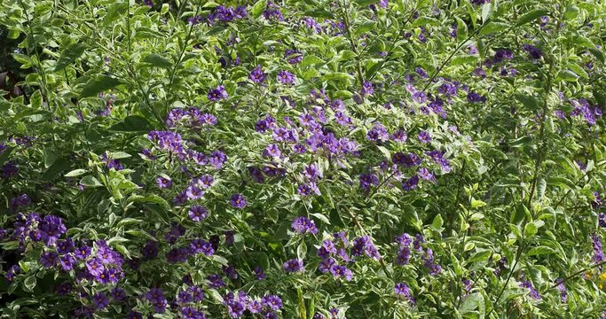 (Solanum rantonnetii)  Slender stems of Gentian Busch bearing numerous clusters of pretty little blue-purple flowers with yellow centers among oval, pointed variegated foliage with wavy margins
