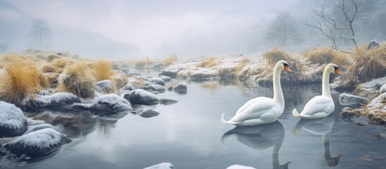 Mountain stream is a resting place for whooper swans