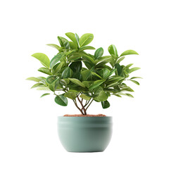 Potted plants for home decoration on transparent background PNG