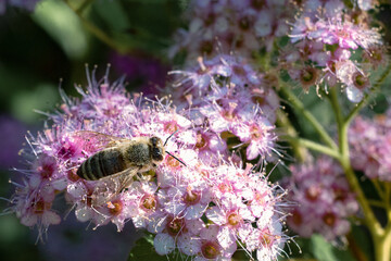 Honey bee on flowers close-up.