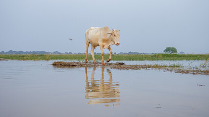 Portrait Cows on a green field in India. 