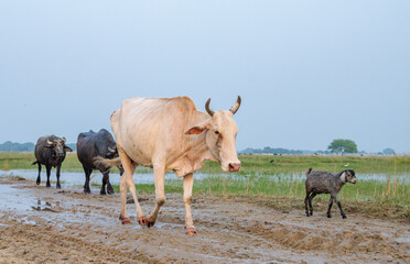 Portrait Cows on a green field in India. 
