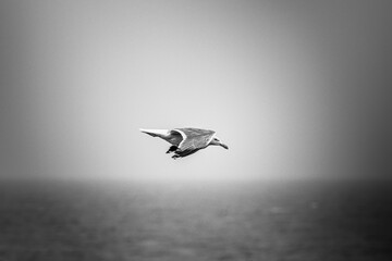 Seagull flying in the sky in black and white white the ocean and horizon
