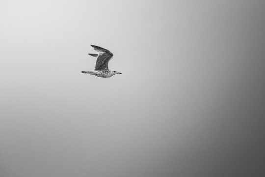 Seagull flying in the sky in black and white