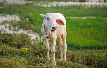 Obraz premium Portrait Cows on a green field in India. 