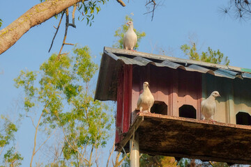 a group of white doves was perched on top of the cage.
