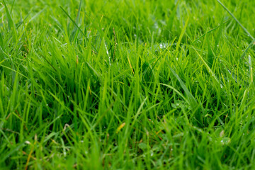Green grass 