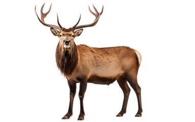 Beautiful Large Elk is Standing Isolated on Transparent Background PNG.