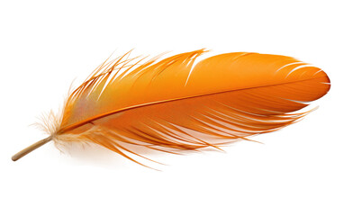 Amazing Single Orange Bird Feather Isolated on Transparent Background PNG.