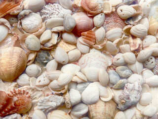 A mix of various seashells are used for textures and backgrounds.