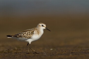 Bird Calidris minuta Little Stint small migratory bird, Poland Europe