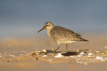 Shorebird - Calidris canutus, Red Knot on the Baltic Sea shore, migratory bird Poland Europe