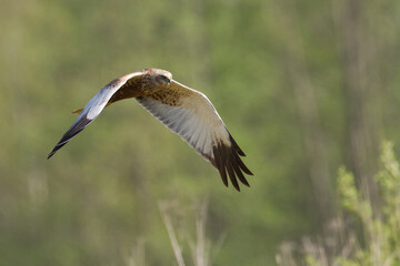 Flying Birds of prey Marsh harrier Circus aeruginosus, hunting time Poland Europe