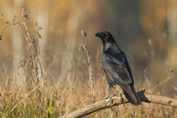Bird beautiful raven Corvus corax North Poland Europe