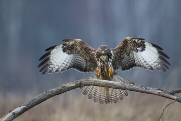 common buzzard Buteo buteo in the fields in winter snow, buzzards in natural habitat, hawk bird on...