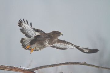 common buzzard Buteo buteo in the fields in winter snow, buzzards in natural habitat, hawk bird on the ground, predatory bird close up winter bird