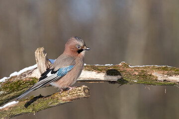 Bird Eurasian Jay Garrulus glandarius sitting on the branch Poland, Europe