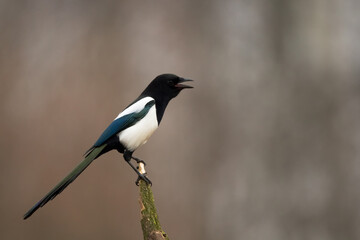 The Eurasian Magpie or Common Magpie or Pica pica on the branch with colorful background, winter time