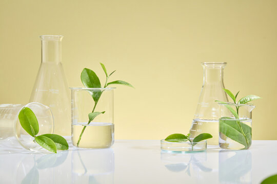 Front view of green tea leaves in laboratory flasks, lab glassware and transparent round podium displayed on beige background. Scene for advertising and branding cosmetic.