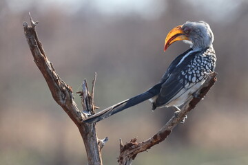Southern Yellow-billed Hornbill
