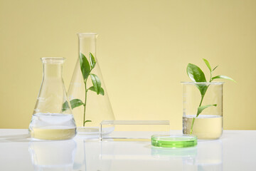 Laboratory flasks with various shapes adorned with green tea leaves on a beige background. Two transparent podium for product display. Copy space for design, advertising.