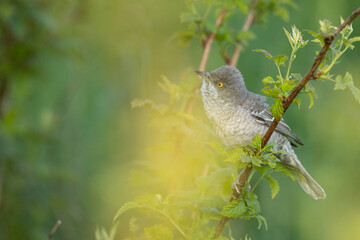 barred warbler - migratory passerine singing bird Sylvia nisoria sitting on branch, male - Poland, Europe