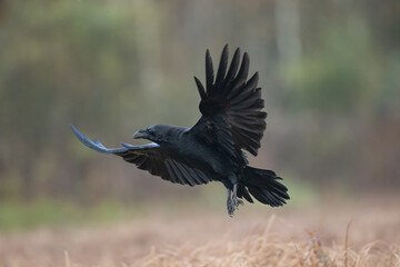 Fototapeta premium Bird beautiful raven Corvus corax North Poland Europe