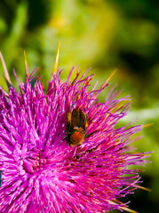 Beetle on purple wild plant blossom.Green blurred background