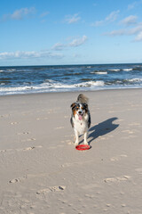 An adorable dog stands on a sunny beach, enjoying a game of frisbee with its owner in the background
