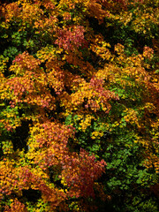 Bright fall foliage as background or texture