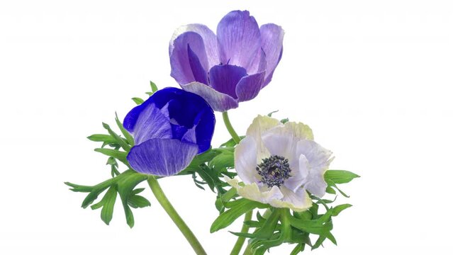 Beautiful bouquet of multicolored anemone flowers blooming on white background. Anemone coronaria. Wedding, Valentines Day, Mothers Day, Womens Day, Easter concept. Holiday, love, birthday design