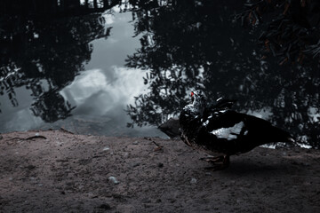 Knob-billed duck (Sarkidiornis melanotos), - (or African comb duck) in Jardin d'Acclimatation, Paris France