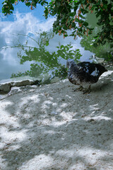 Knob-billed duck (Sarkidiornis melanotos), - (or African comb duck) in Jardin d'Acclimatation, Paris France