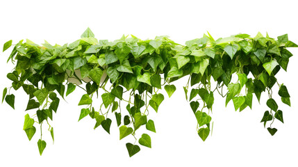 hanging green ivy plant realistic photo isolated White background PNG - obrazy, fototapety, plakaty
