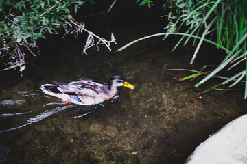 Knob-billed duck (Sarkidiornis melanotos), - (or African comb duck) in Jardin d'Acclimatation, Paris France