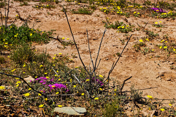 Wildflowers growing after fire destroyed veldt in the Little Karoo near VanWyksdorp after rains in the Western Cape, South Africa