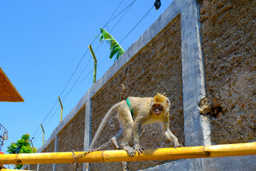 Animal Photography. A monkey bound by an iron chain is walking on a yellow bamboo. Animal abuse, pet monkeys, restrained monkeys © Shutterofadam