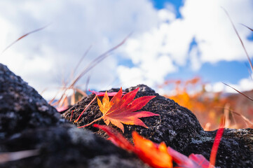 紅葉した赤い葉　乗鞍高原